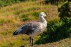 Falkland Islands, Saunders Island. Close-up of upland goose male. Art Print